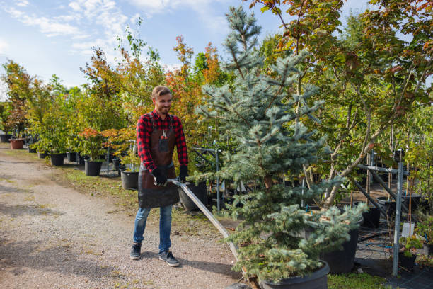 How Our Tree Care Process Works  in South Monrovia Island, CA